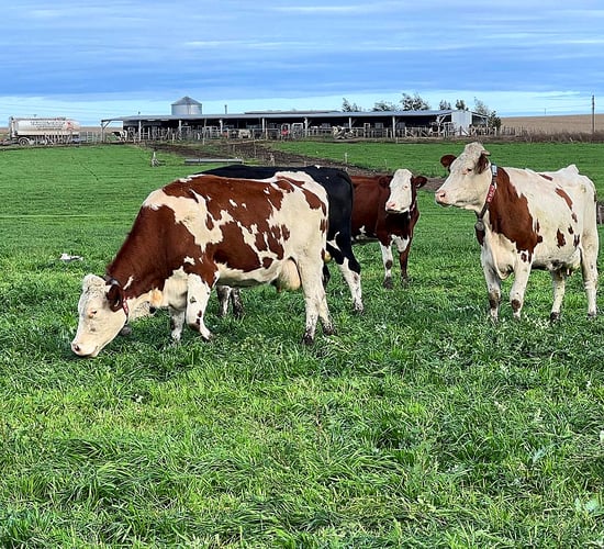 High inflation counters rising milk prices for Argentinian dairy farmer