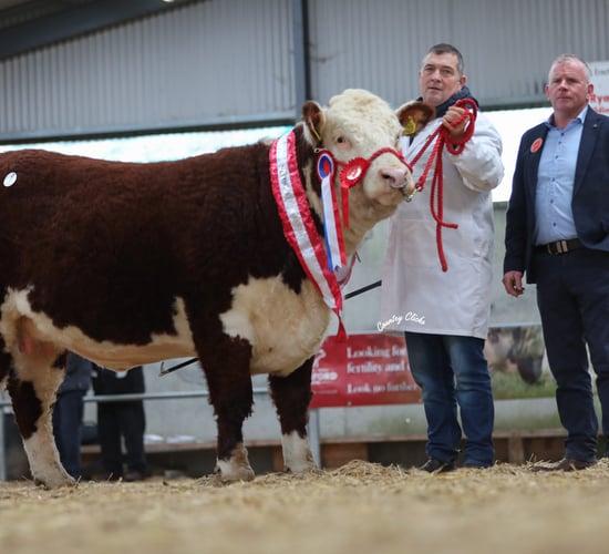 Hereford heifers average over €3,100 at society sale