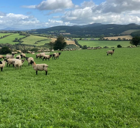Latest update on ICM lamb-finishing sustainability project