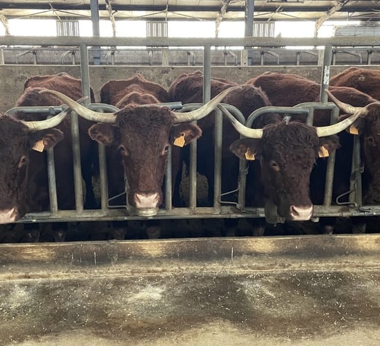 Beef Focus Revisit: Milking Salers suckler cows in France
