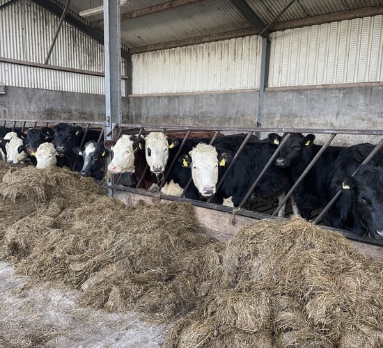 Concerns as gains on lowering cattle age at finish stalls