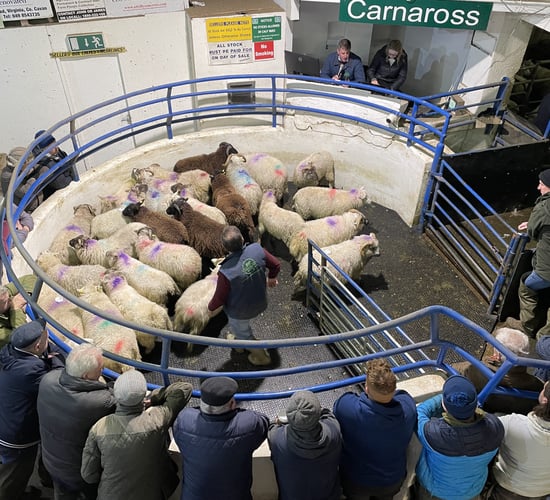 Mart report: Big show and hot trade at Carnaross sheep sale