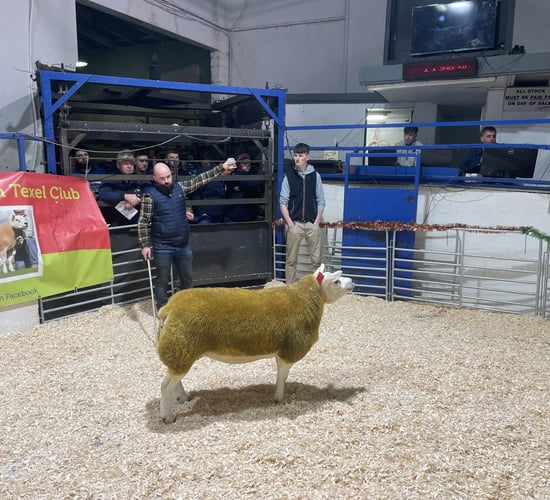 Texel Twilight Sale: Dunne flock takes top price of €5,100
