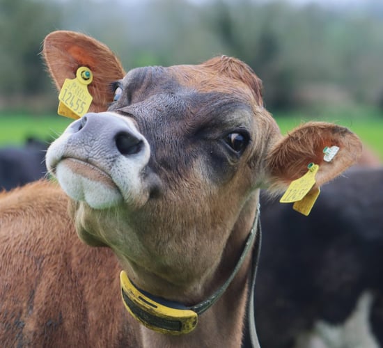 Now is the time to think about heat detection for next spring