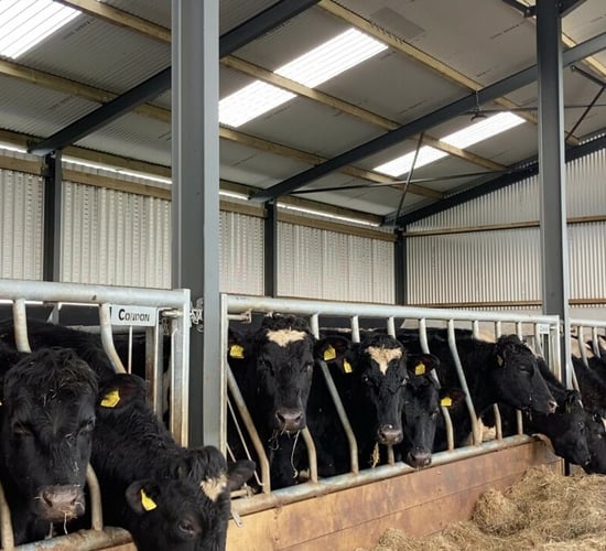 Reminder: Ensuring effective control of lice on cattle