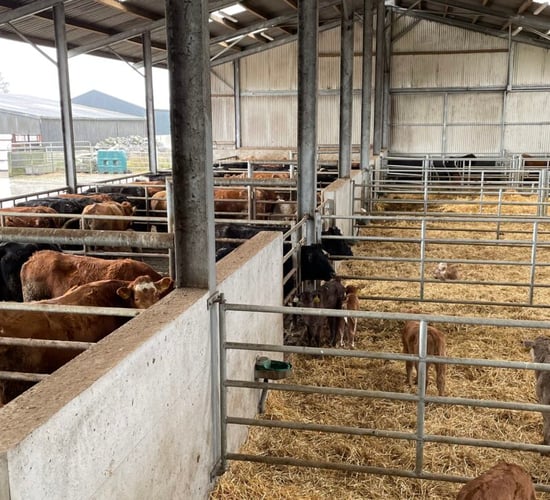 Beef Focus Revisit: Ideal suckler setup in Borrisokane