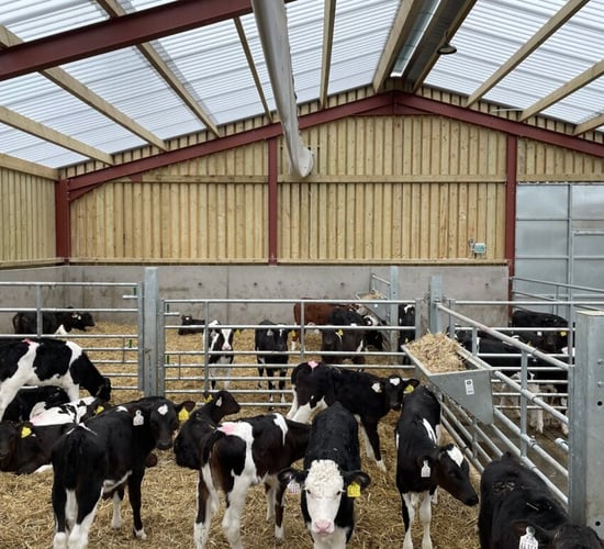 New national calf research centre to open in early 2025