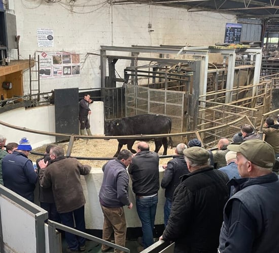 Mart report: Bullock prices surpass €3,100 at Carnaross