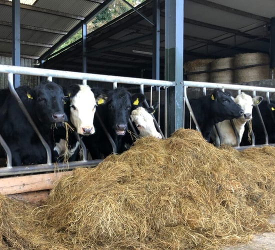 Factory quotes: Beef prices rise another 10c/kg in cases