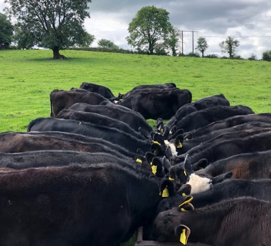 Up to €7.60/kg price contracts offered for Wagyu calf-to-beef