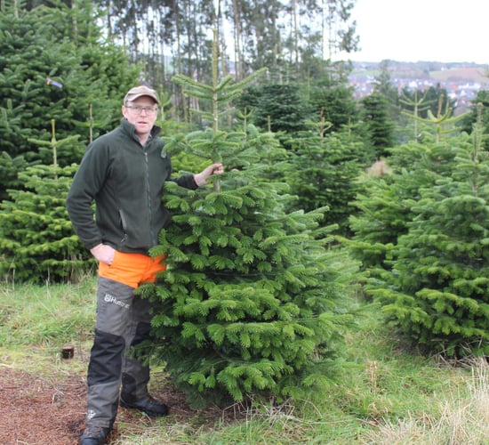 Christmas tree production at the heart of sustainable land management