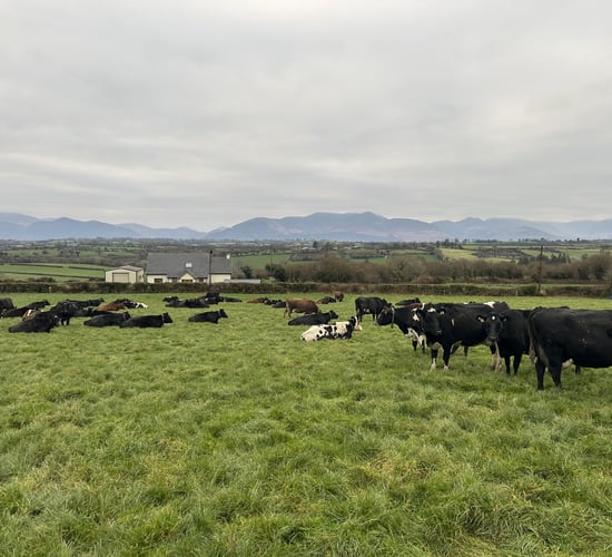 Agriland and LIC present new series focused on efficient breeding