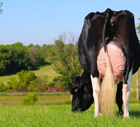 9,000gns achieved at the 38th edition of the Black &amp; White sale
