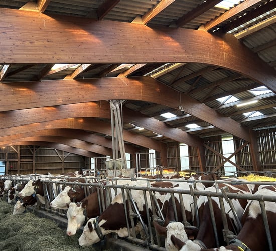 Watch: Hay crane enhancing feed efficiency for Montbeliarde herd