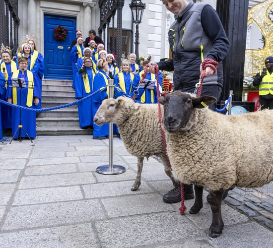 Watch: Crowd gathers for the opening of Dublin's live animal crib