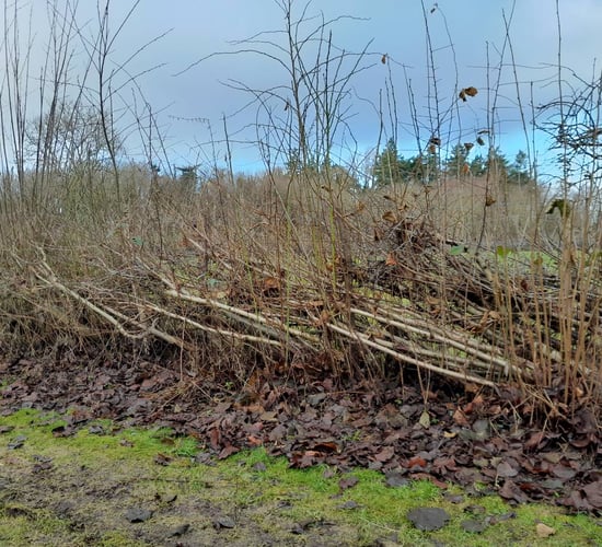 Hedge-laying courses to take place at Greenmount