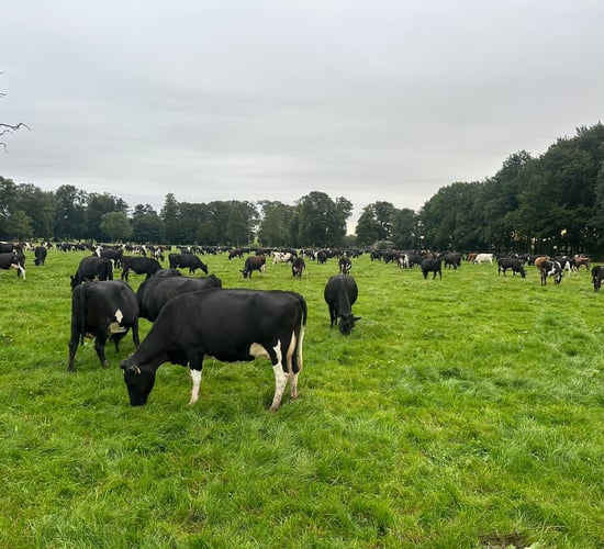 Farmers advised to get ready for the 2025 dairy breeding season