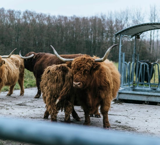 Scottish budget gives 'some security' for future of farming - NFUS