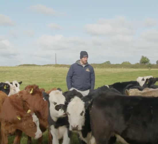 Sean O'Brien's suckler and dairy-beef farm in Carlow