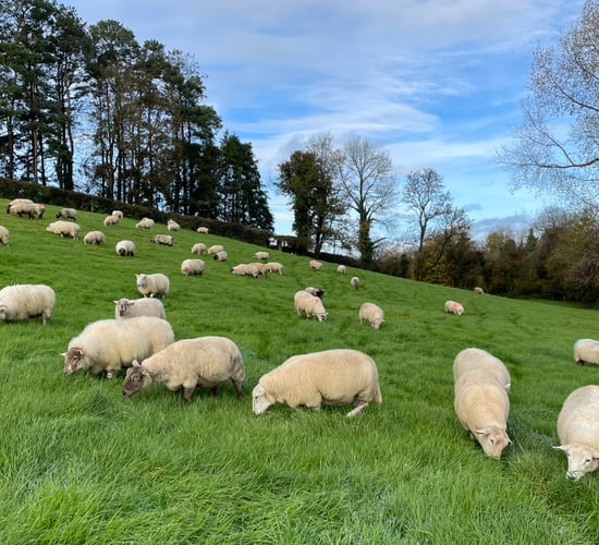 Sheep trade: Pre-Ramadan price lift fails to materialise