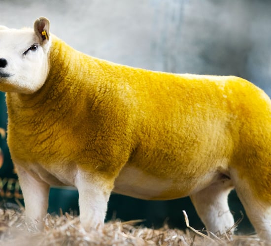 Preview: 70 in-lamb pedigree Texels set for Twilight Sale