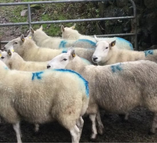 Farmer spends weeks searching for missing ewes on southeast commonage