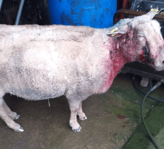 'Severe' injuries and trauma after dog attack on sheep in Kerry