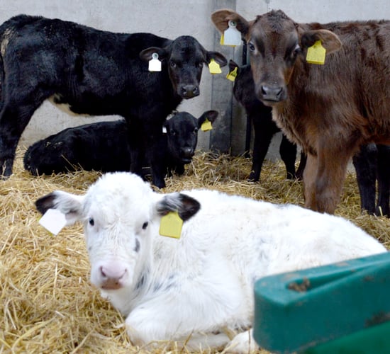 Transform your calf rearing with a JFC automatic feeder