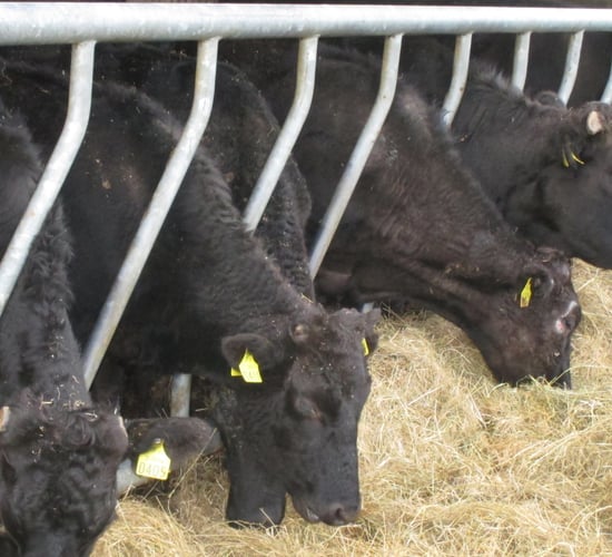 Information evenings organised for Wagyu breeding and benefits