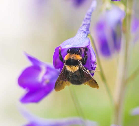 Minister criticised following collapse of NI bee inspection service