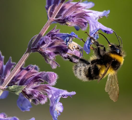 Over 70% of All-Ireland Pollinator Plan farmland actions complete