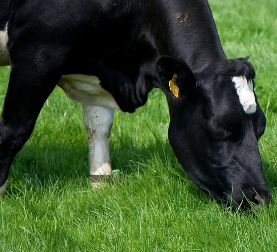 High rate of BVD positives in Fermanagh and Armagh