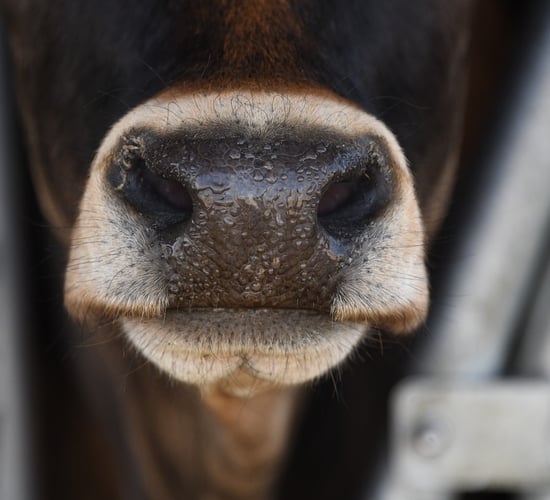 Changes to bluetongue control policy in Wales