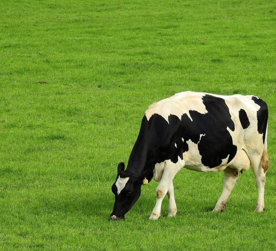 'Irish dairy is going to blast back in 2025' - Mulvihill