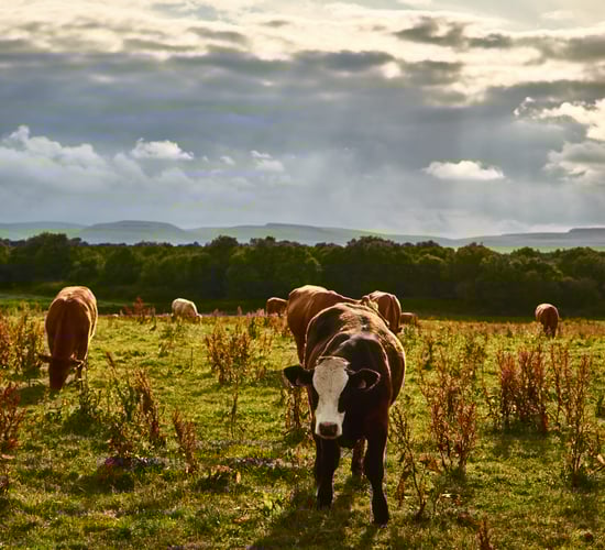 EPA report: 'Reductions' in national herd drove down GHG emissions