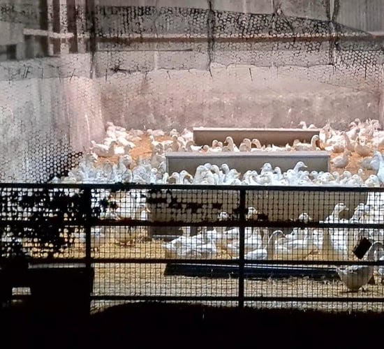 700 Aylesbury ducks seized by DAFM from Arklow farm - farmer