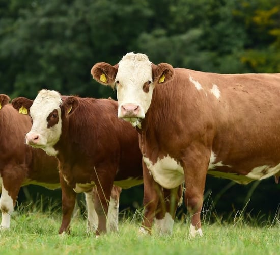 Simmental Society issues statement on AGM outcome