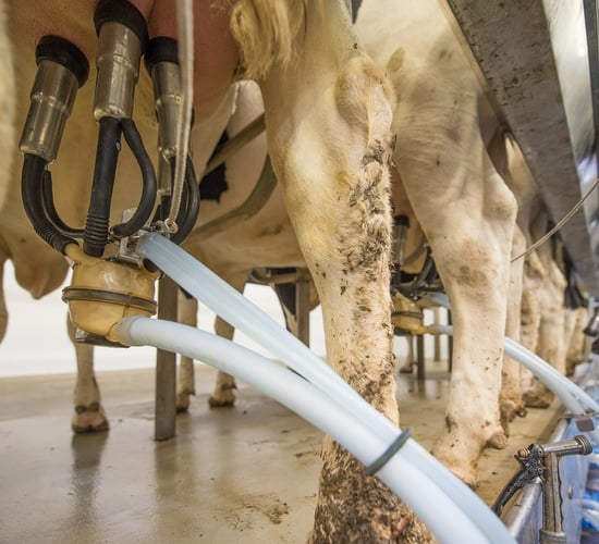 Dairy trade: Further drop for Ornua PPI in May