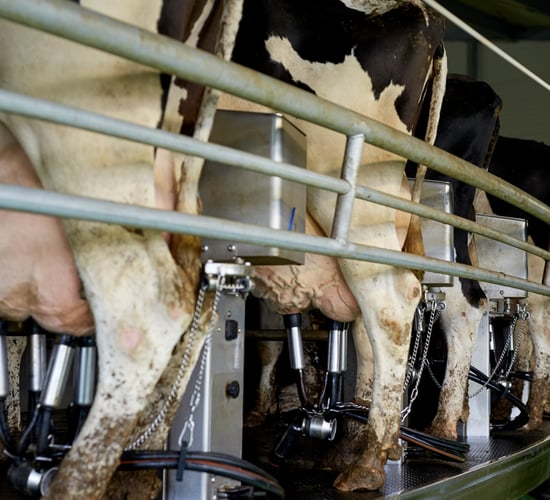 CSO: Domestic milk intake up almost 7% in the year to May '25