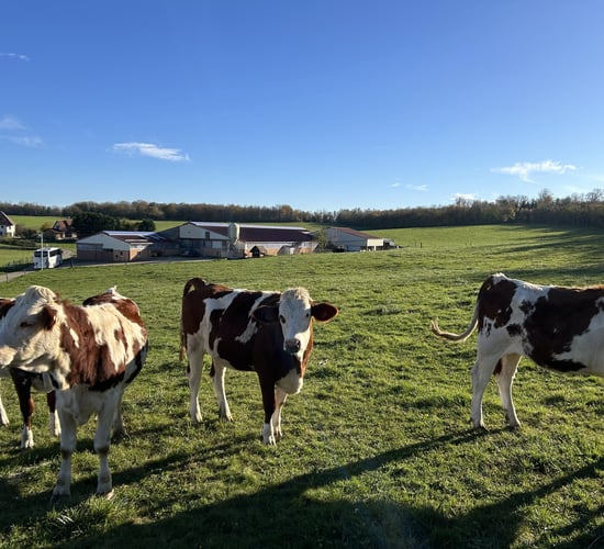 Dairy Focus: High protein percentage for cheese production in France