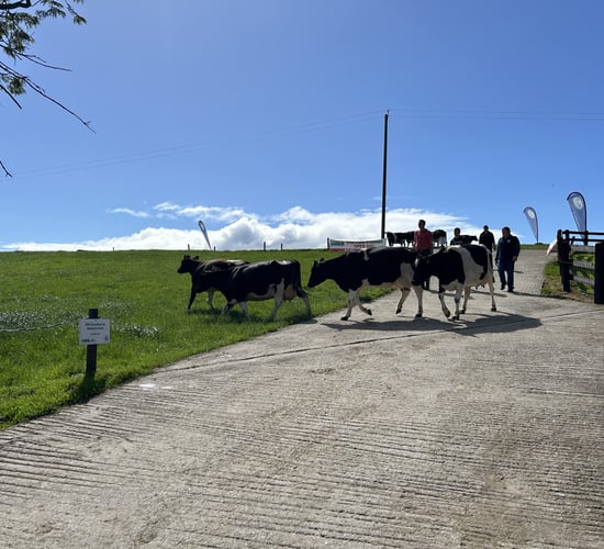 Dairy Throwback: Simple cow nutrition works on Kilkenny farm