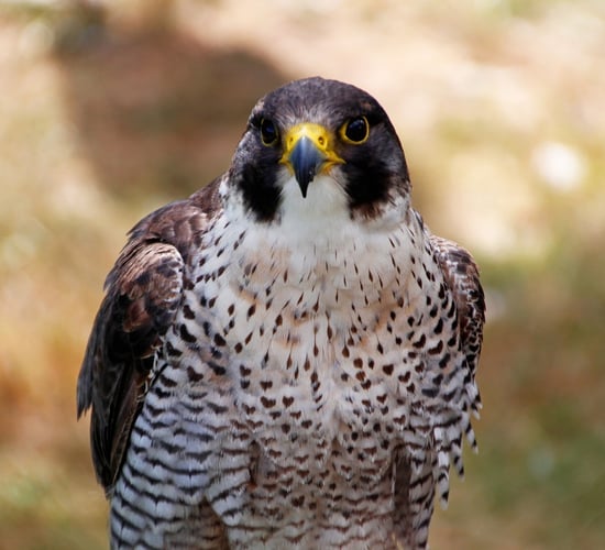 PSNI confirms bird of prey was poisoned in Co. Armagh