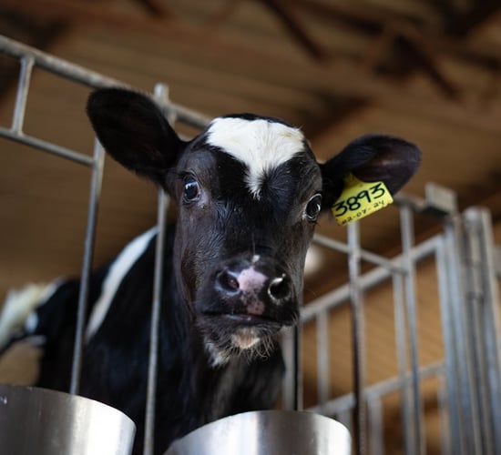 ICMSA: Everyone needs to 'try harder' on TB