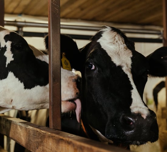 3,459 from unrestricted herds kill out with 'lesions suspicious of TB'