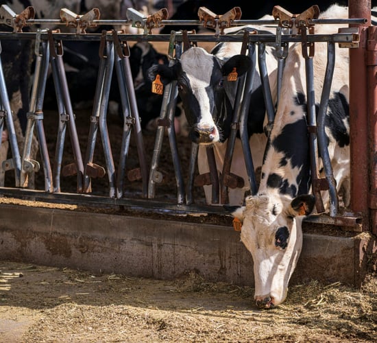 Study: Animal-sourced food requirements depend on goals of each country