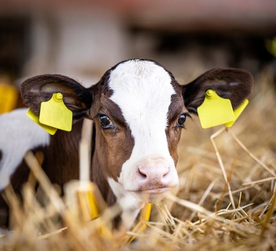 An Bord Pleanála rejects appeal against calf house extension