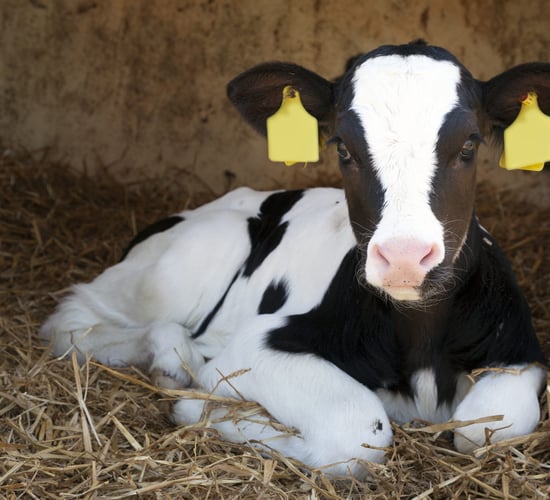 Calf scour threat increases as bacterial load in sheds multiplies