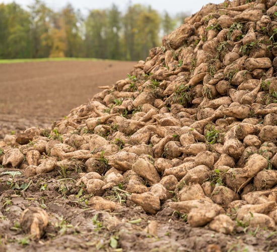 Opinion: EU institutions 'dragging sugar beet sector to disaster'