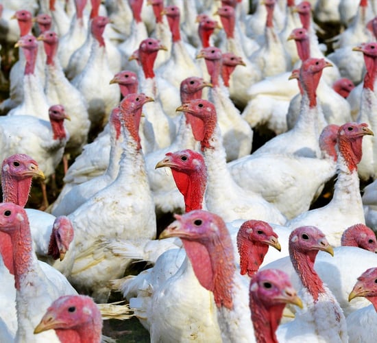 Bird flu confirmed in two commercial turkey farms in England