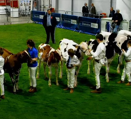 Elite breeders out in force at the 38th Royal Ulster Winter Fair